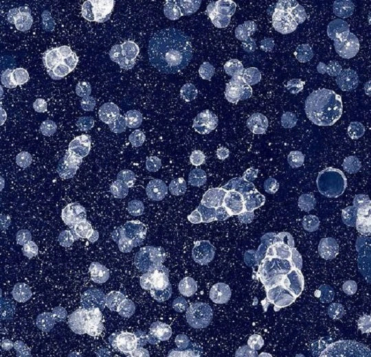 Forbo Flotex Dutch Design - 001593 Starwalk Blue
