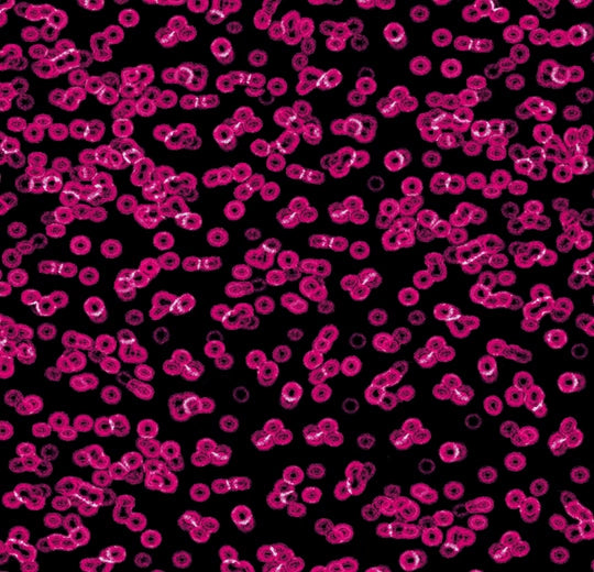 Forbo Flotex Vision FR digital library - 990101FR Bacteria