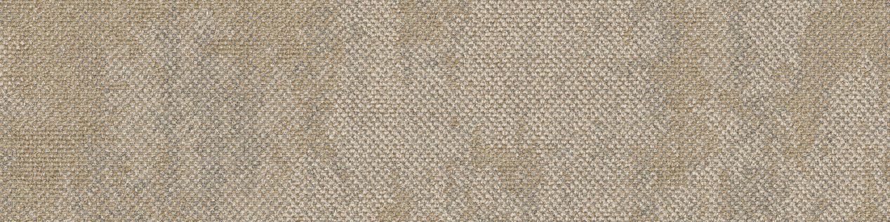 Drybark