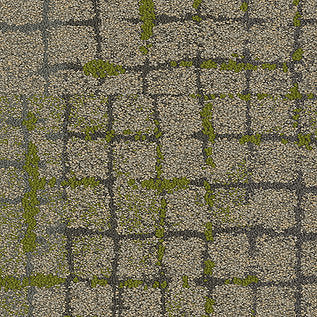 Moss In Stone
