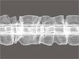 Gerster 6512 Universalband 23mm, volltr - 23 mm bandbreedte