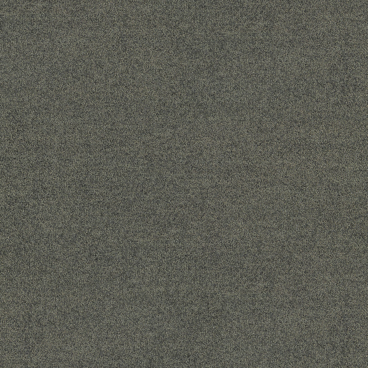 Interface Polichrome Solid - Mole